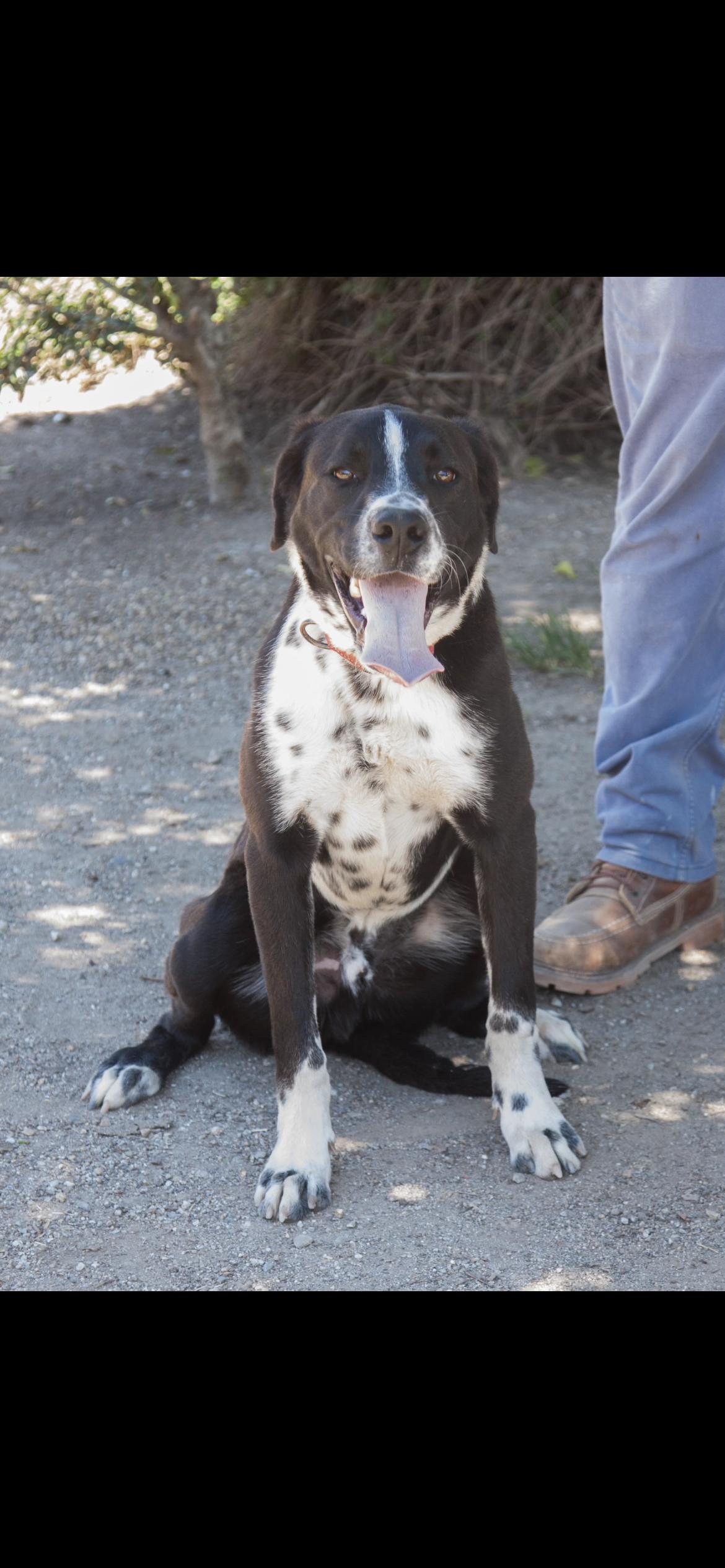Haybel, a Adoptable mixed breed in Hamden, CT image 6/6