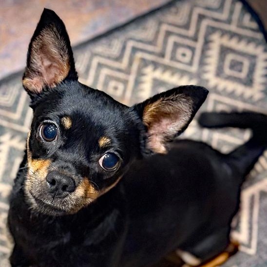 Enlarge Nessa, an adopted mixed breed in Oklahoma City, OK image 5/5