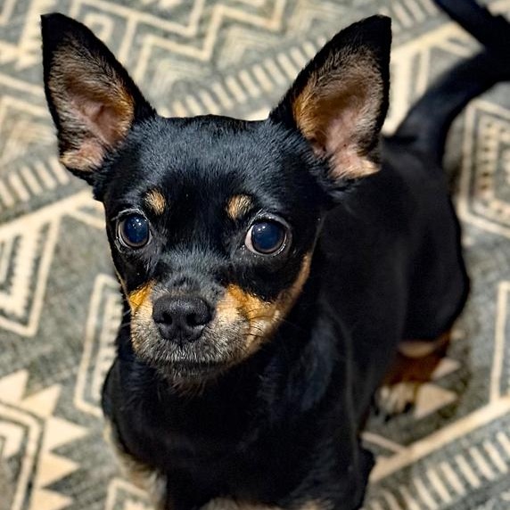 Enlarge Nessa, an adopted mixed breed in Oklahoma City, OK image 3/5