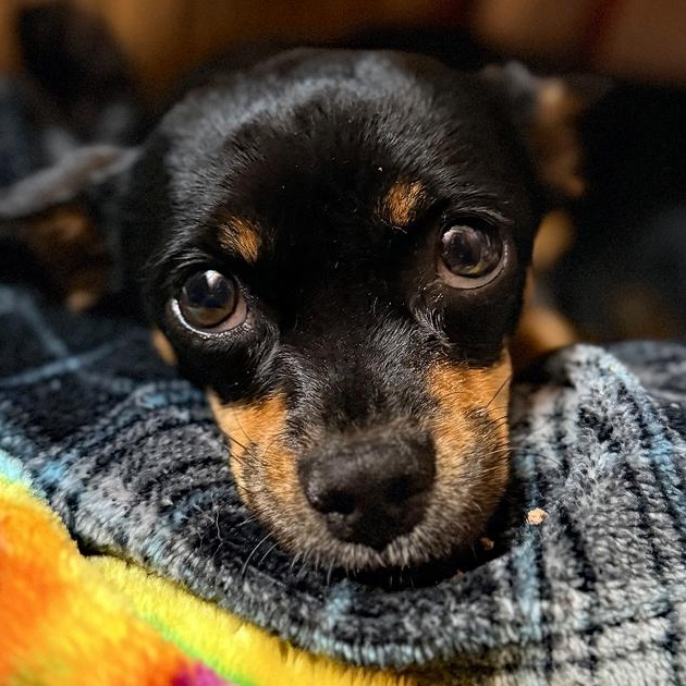 Enlarge Nessa, an adopted mixed breed in Oklahoma City, OK image 2/5