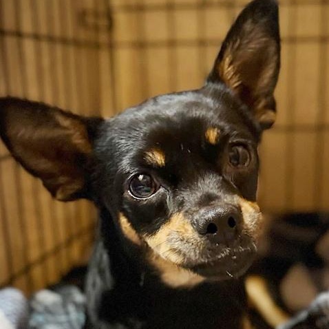 Enlarge Nessa, an adopted mixed breed in Oklahoma City, OK image 4/5