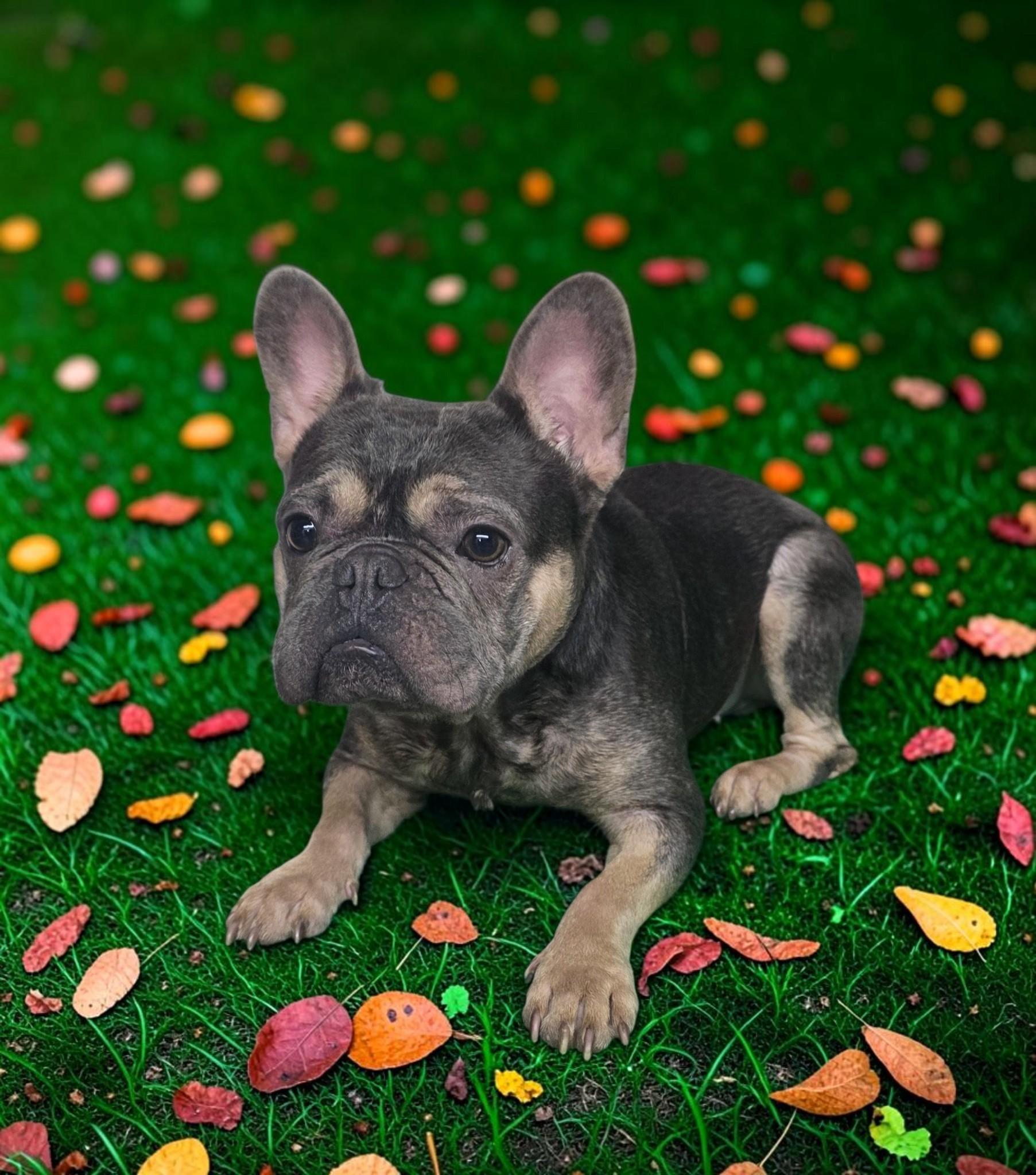 Shiloh - PENDING, Adoptable, Adult Male French Bulldog.