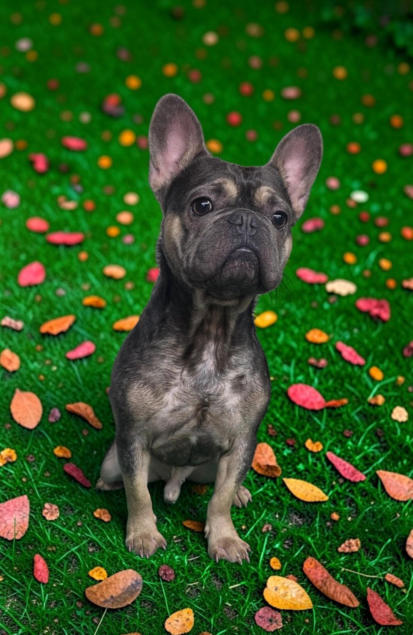 Enlarge Shiloh - PENDING, a Adoptable French Bulldog in Dallas, GA image 3/6
