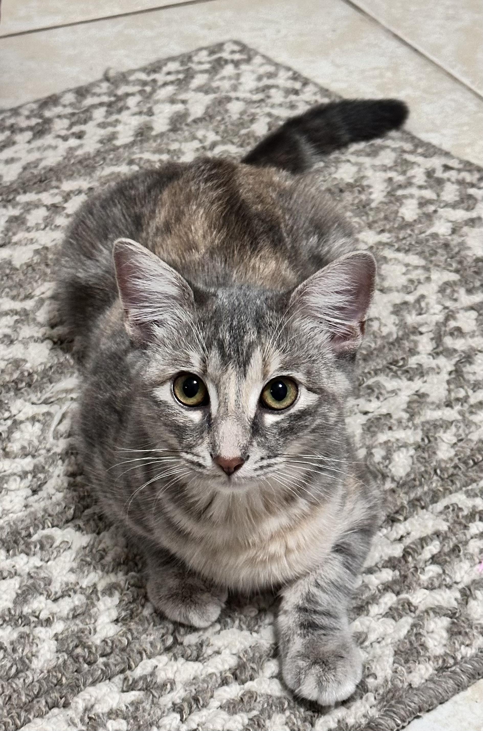 Enlarge Mavis , a Adoptable Domestic Medium Hair in Palm Coast, FL image 1/5