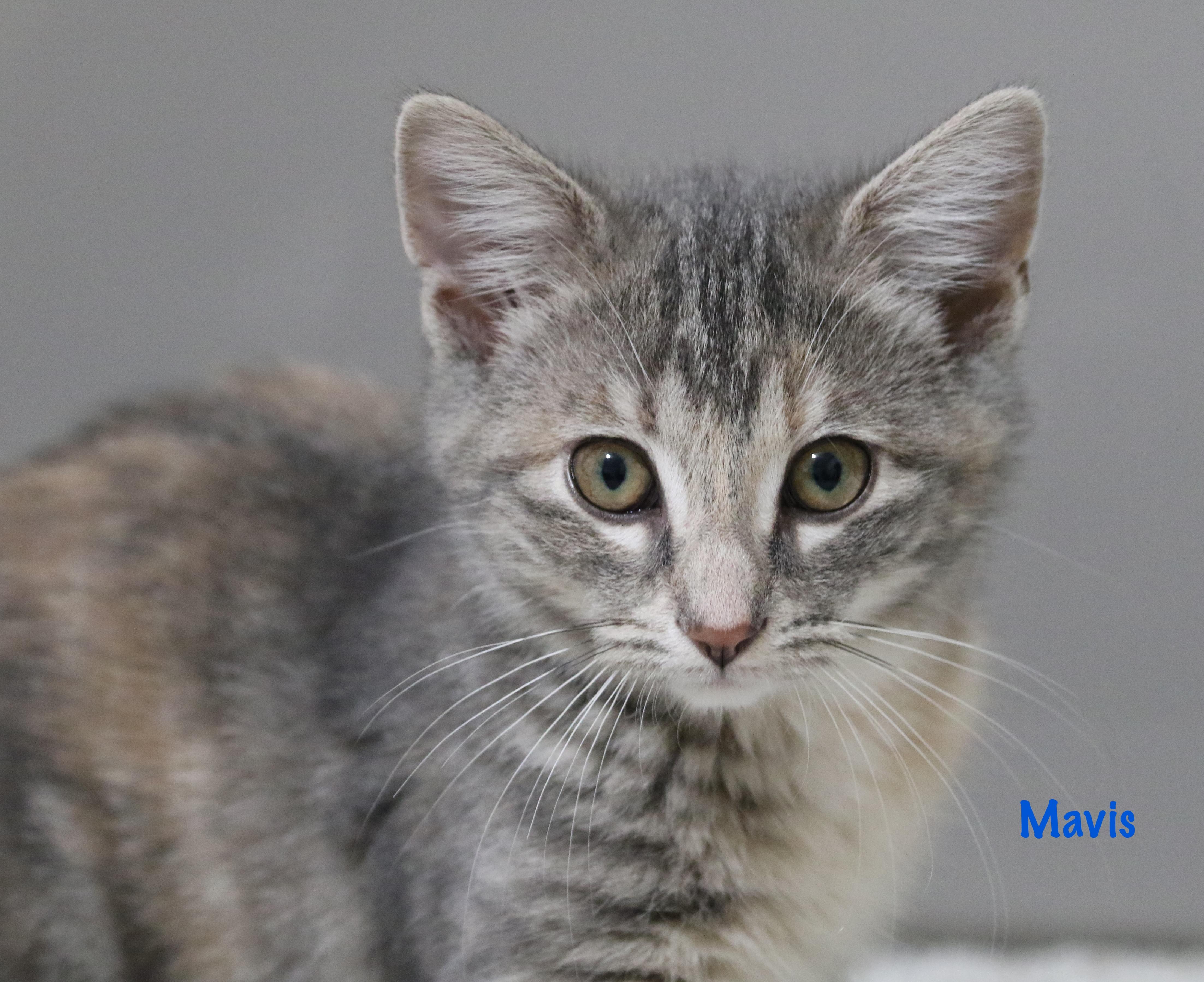 Mavis! , Adoptable, Kitten Female Domestic Medium Hair.