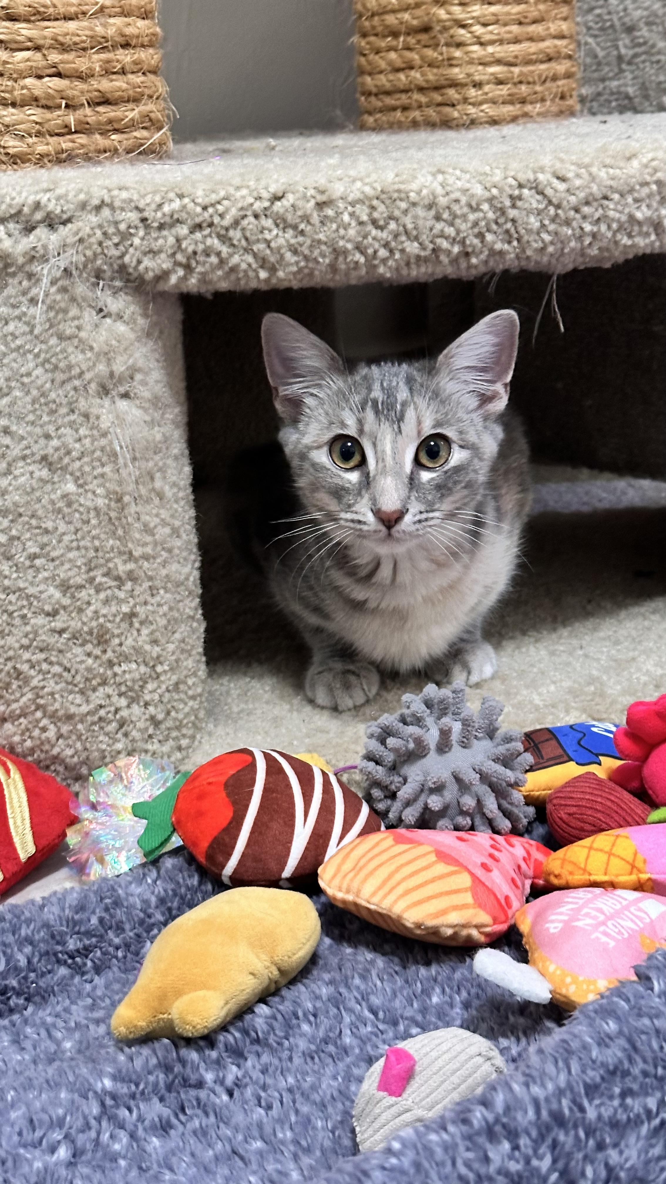 Enlarge Mavis , a Adoptable Domestic Medium Hair in Palm Coast, FL image 2/5