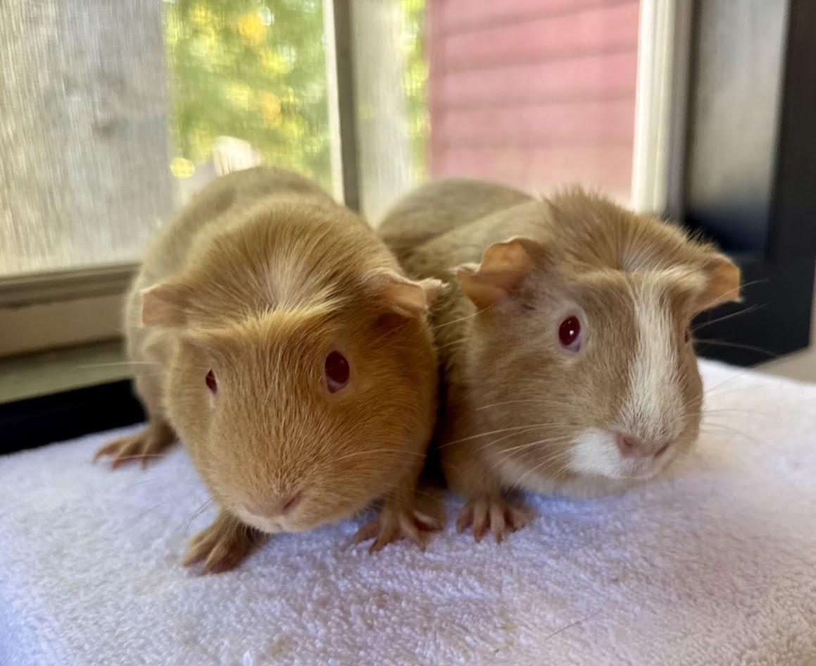 Enlarge Peanut Butter + Jelly Bonded pair, an adopted Guinea Pig in Sauk Village, IL image 1/3