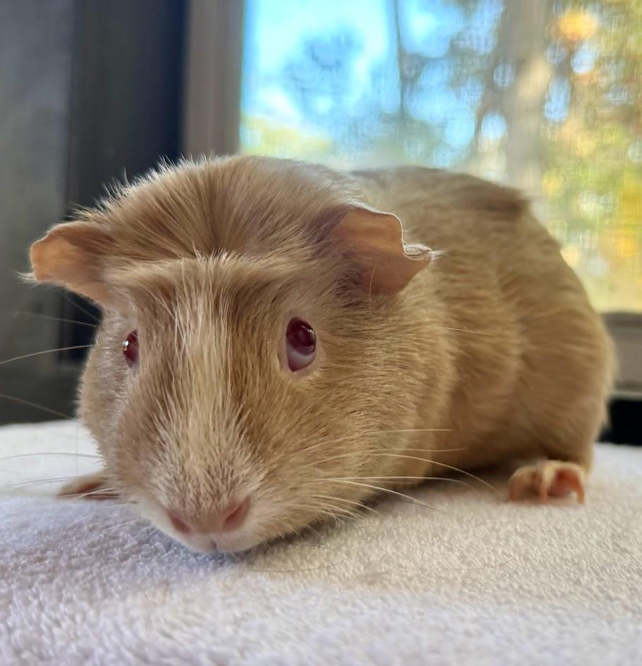 Enlarge Peanut Butter + Jelly Bonded pair, an adopted Guinea Pig in Sauk Village, IL image 2/3