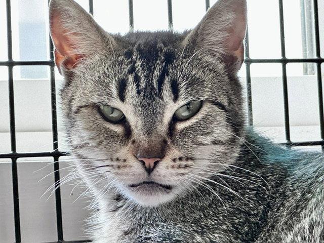 Frannie, Adoptable, Young Female Domestic Short Hair.