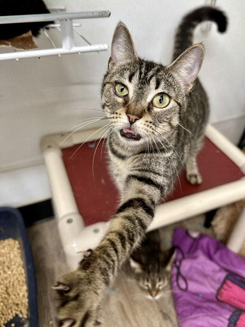 Enlarge Frannie, a Adoptable Domestic Short Hair in Winton, NC image 2/3