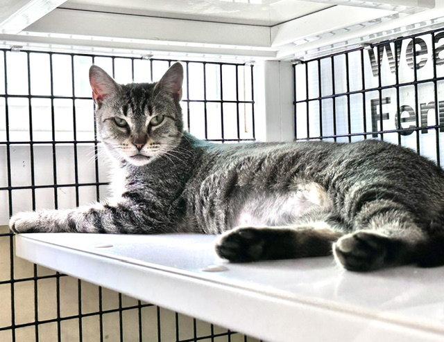 Enlarge Frannie, a Adoptable Domestic Short Hair in Winton, NC image 2/2