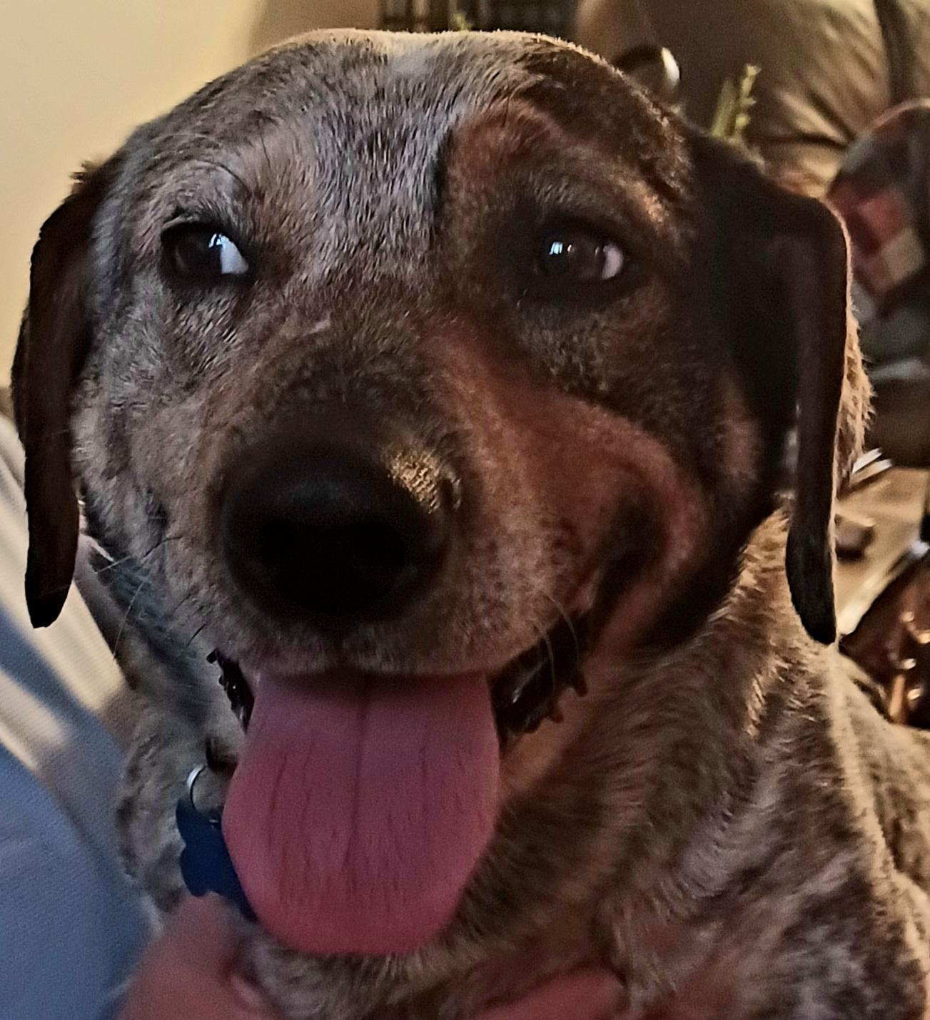 Enlarge Walter, a ADOPTABLE mixed breed in Minneapolis, MN image 2/6