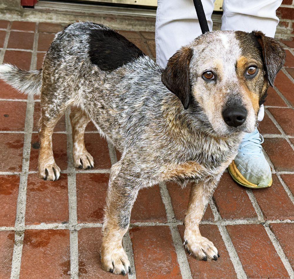 Enlarge Walter, a ADOPTABLE mixed breed in Minneapolis, MN image 1/6
