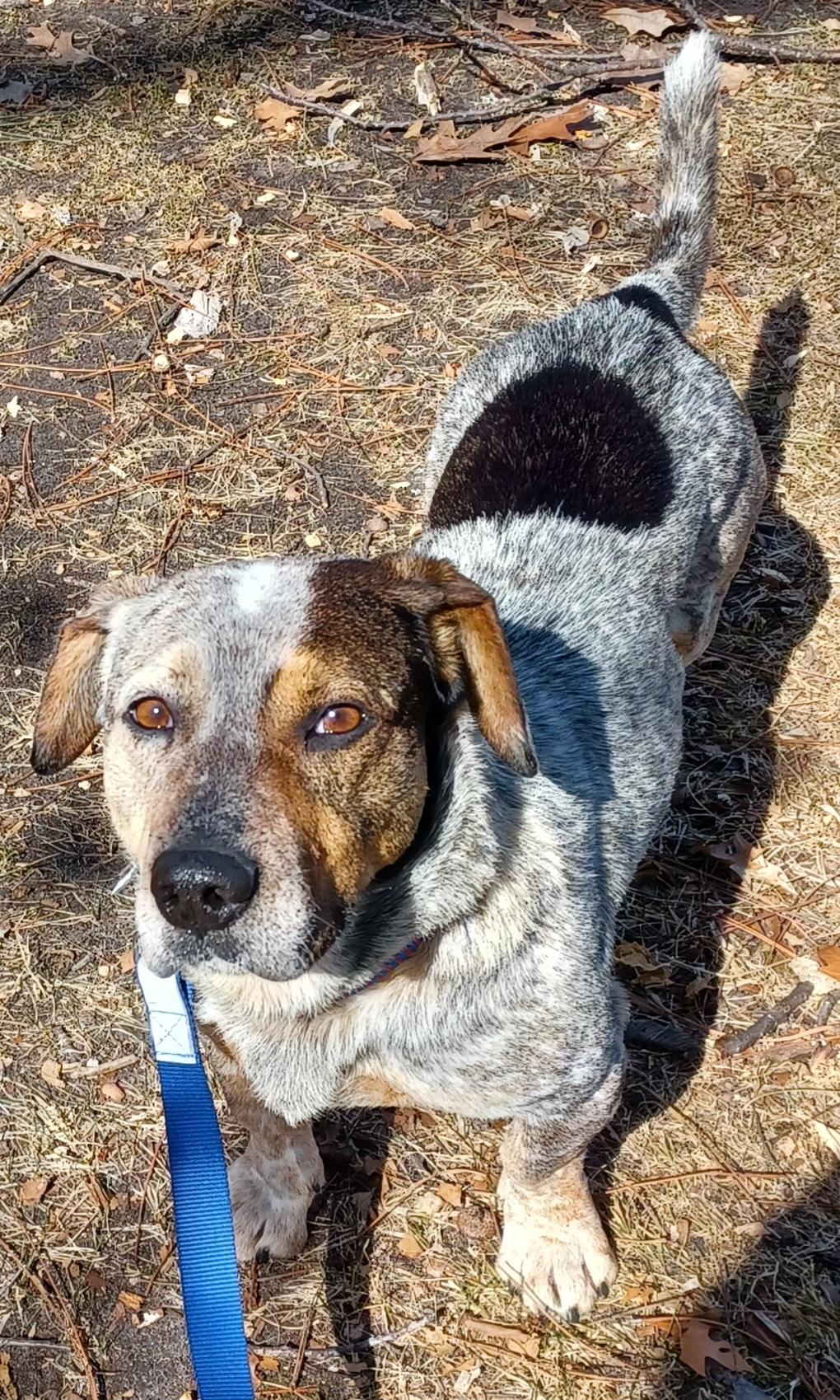 Enlarge Walter, a ADOPTABLE mixed breed in Minneapolis, MN image 3/6