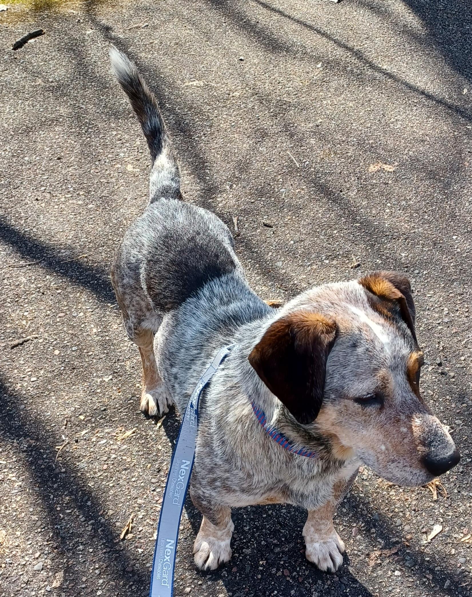 Enlarge Walter, a ADOPTABLE mixed breed in Minneapolis, MN image 4/6