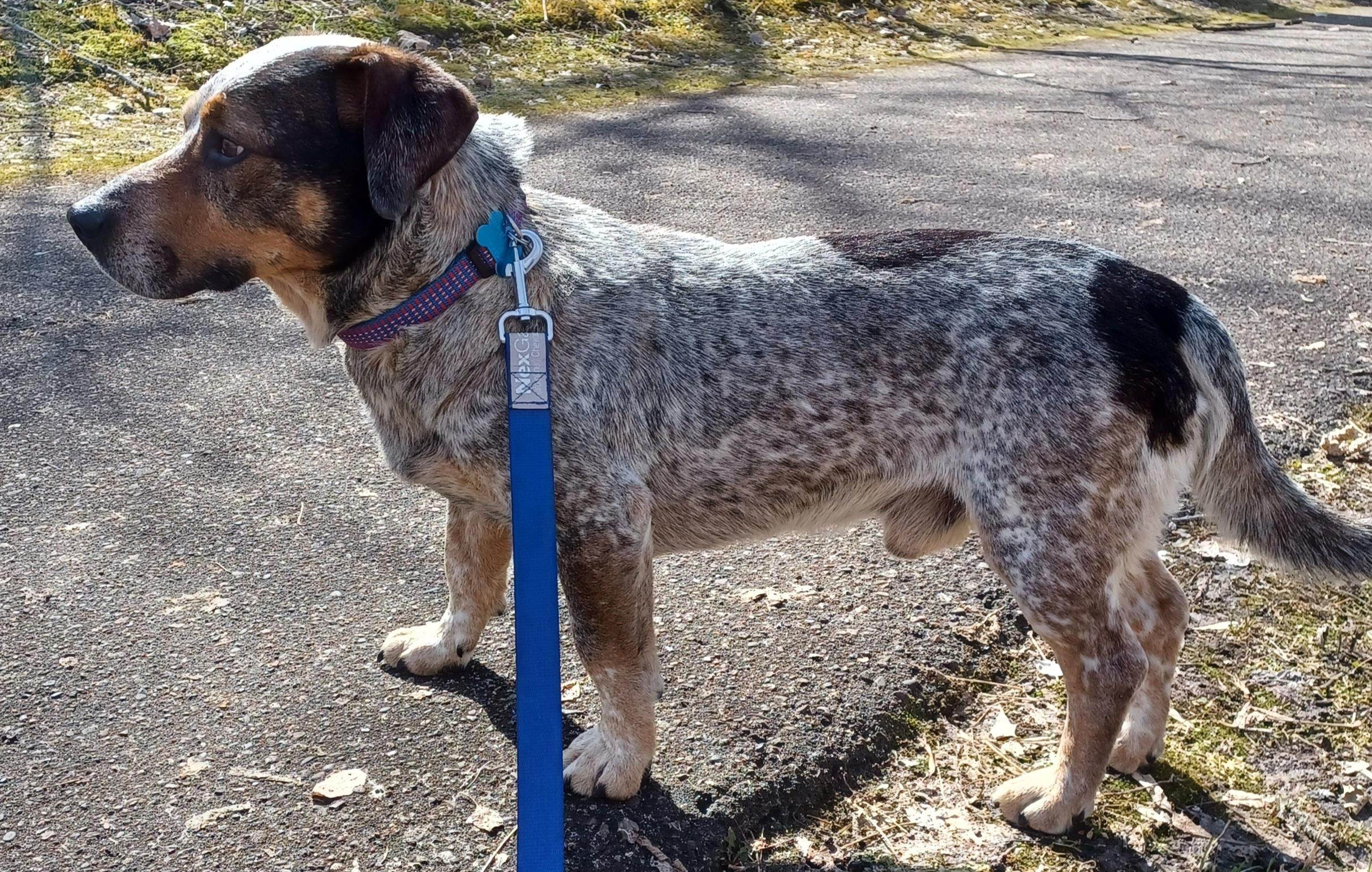 Enlarge Walter, a ADOPTABLE mixed breed in Minneapolis, MN image 5/6