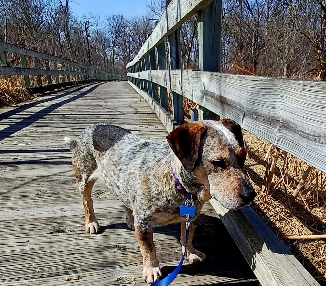 Enlarge Walter, a ADOPTABLE mixed breed in Minneapolis, MN image 6/6