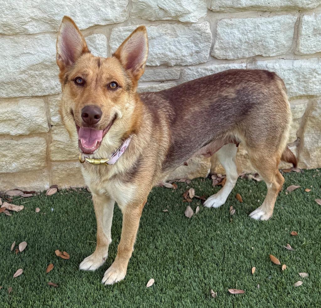 Enlarge Bagel, a Adoptable Shepherd in Richland Hills, TX image 2/5