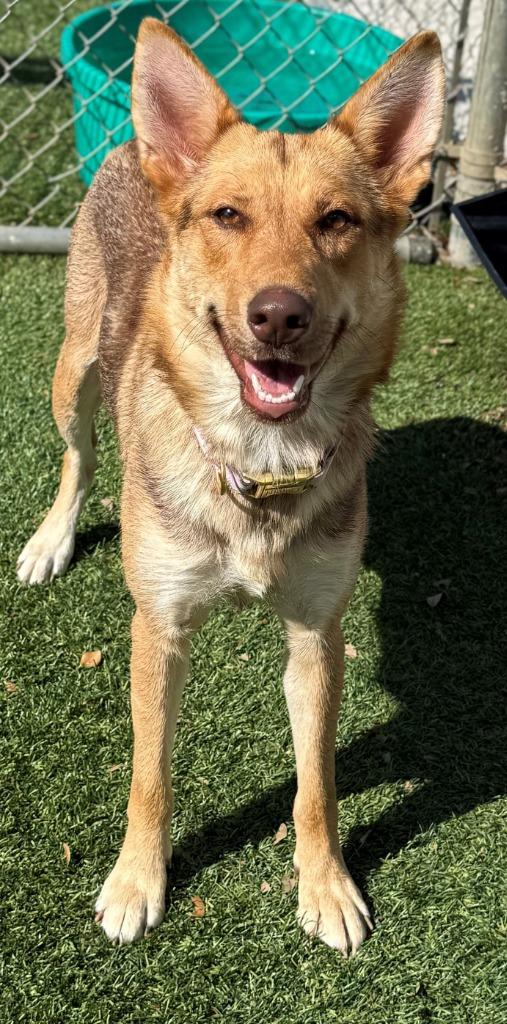 Enlarge Bagel, a Adoptable Shepherd in Richland Hills, TX image 3/5