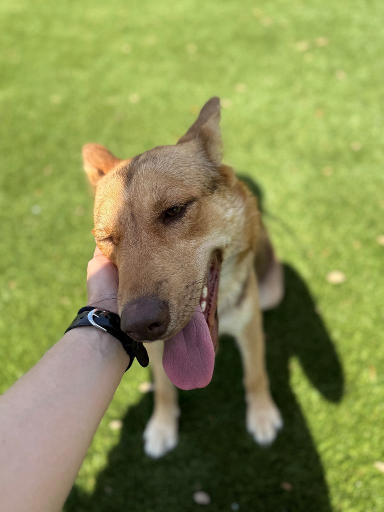 Enlarge Bagel, a Adoptable Shepherd in Richland Hills, TX image 4/5