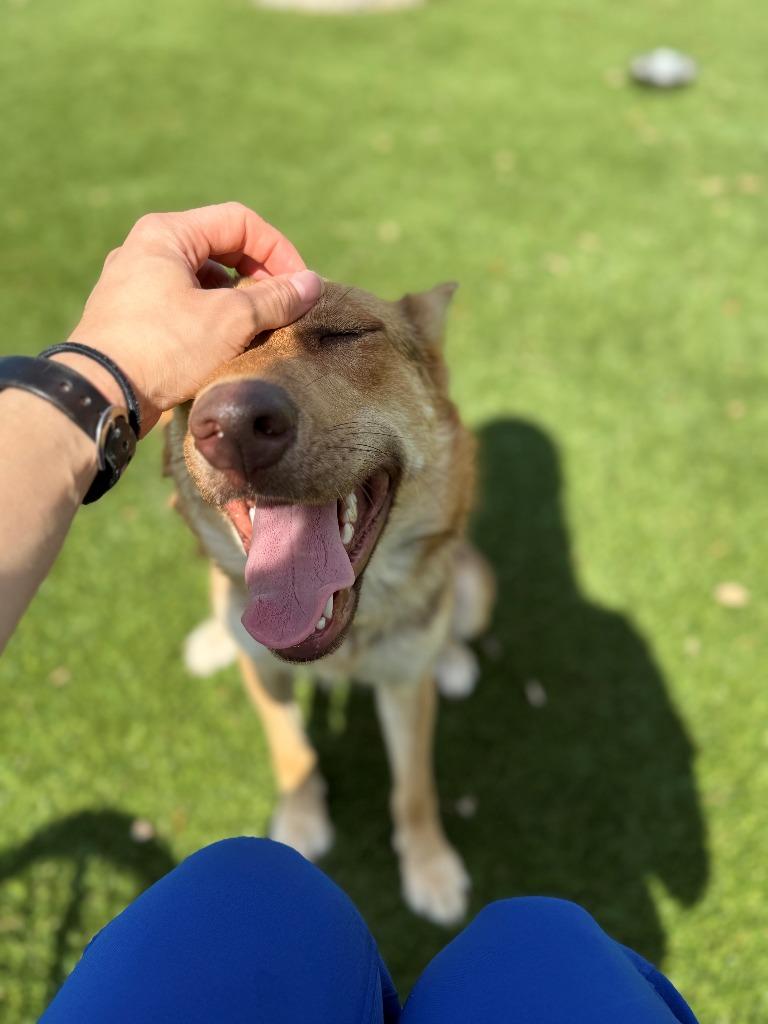Enlarge Bagel, a Adoptable Shepherd in Richland Hills, TX image 5/5