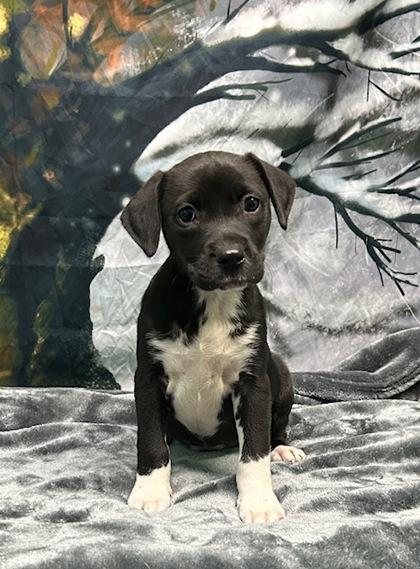 Enlarge Sasha, a Adoptable mixed breed in Elmira, NY image 1/3