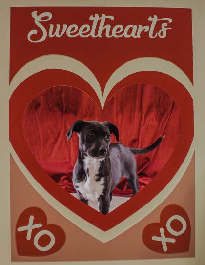 Enlarge Sasha, a Adoptable mixed breed in Elmira, NY image 2/3