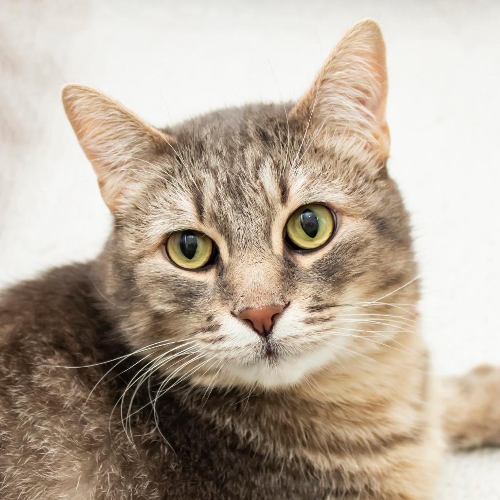 Charles, Adoptable, Adult Male Domestic Short Hair.