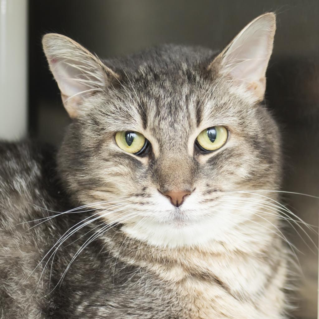 Enlarge Charles, a Adoptable Domestic Short Hair in Middletown, RI image 2/2