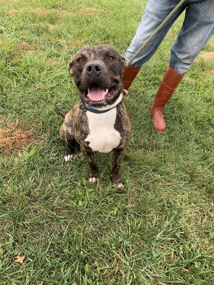 Enlarge Decon, a Adopted mixed breed in Bolivar, MO image 1/3