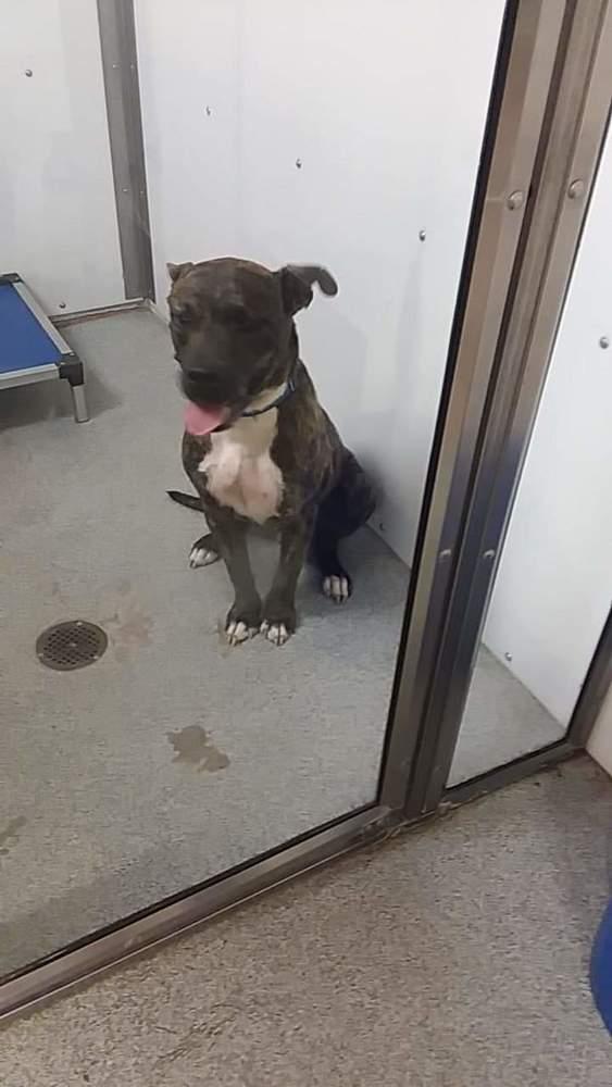 Enlarge Decon, a Adopted mixed breed in Bolivar, MO image 2/3