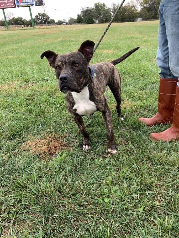 Enlarge Decon, a Adopted mixed breed in Bolivar, MO image 3/3