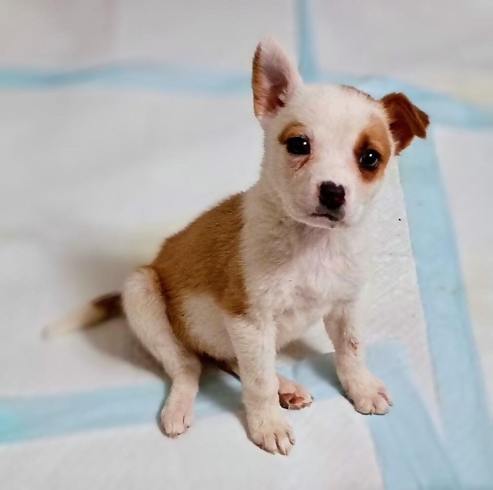 Sasha, Adoptable, Puppy Female Terrier & Mixed Breed.