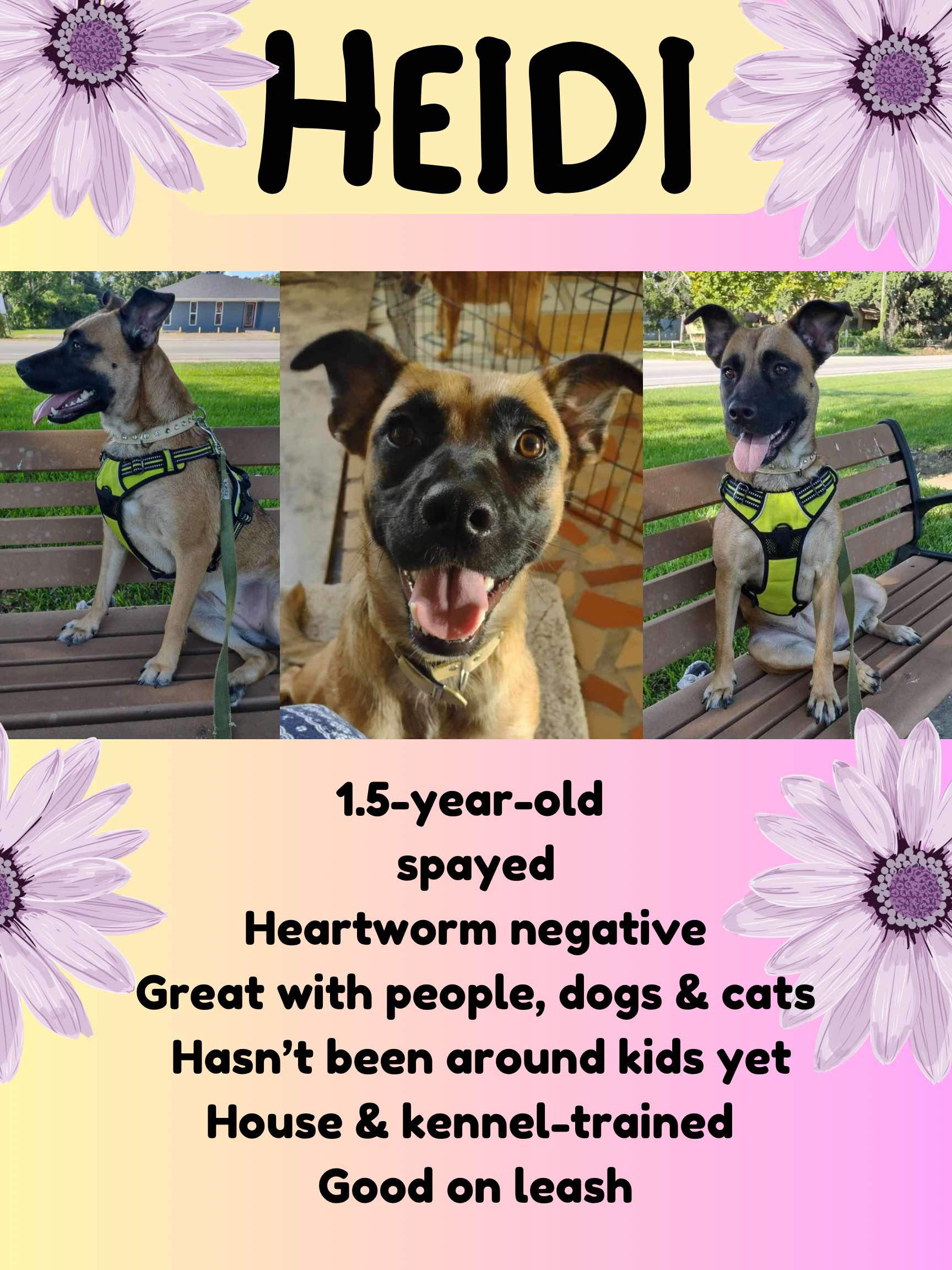 Heidi, Adoptable, Adult Female Belgian Shepherd / Malinois.