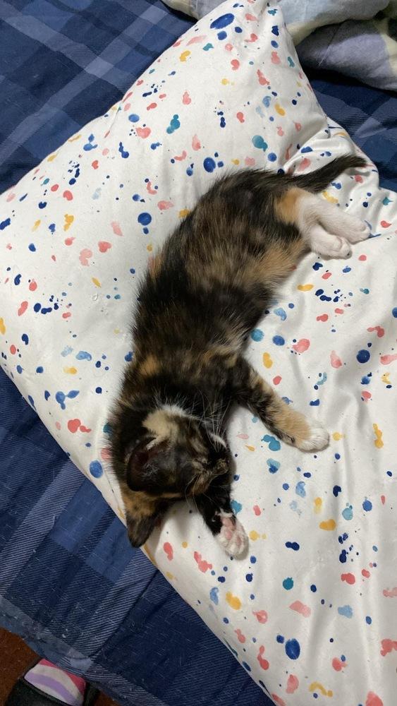 Kerri, Adoptable, Adult Female Domestic Short Hair.