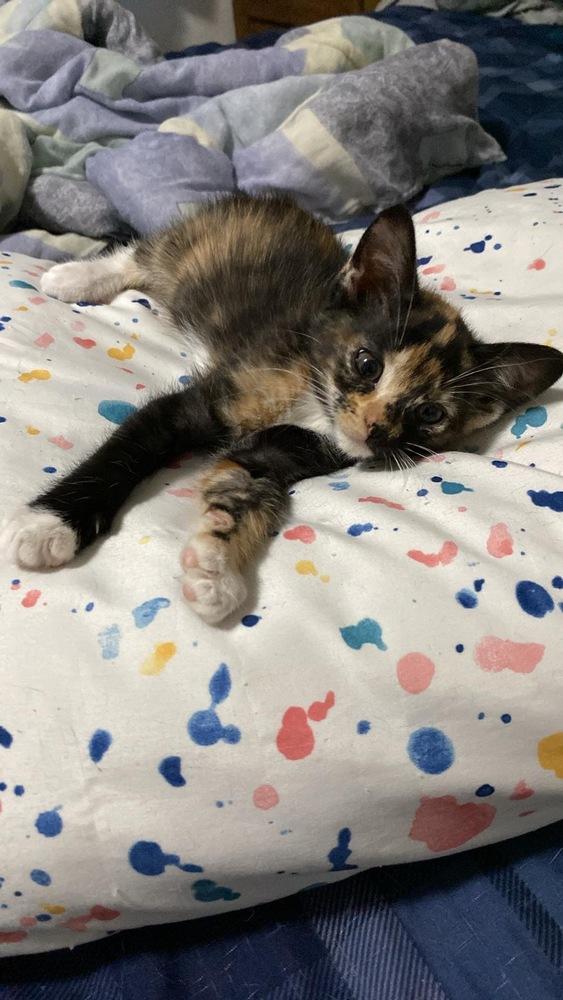 Enlarge Kerri, a Adoptable Domestic Short Hair in Albany, WI image 2/5