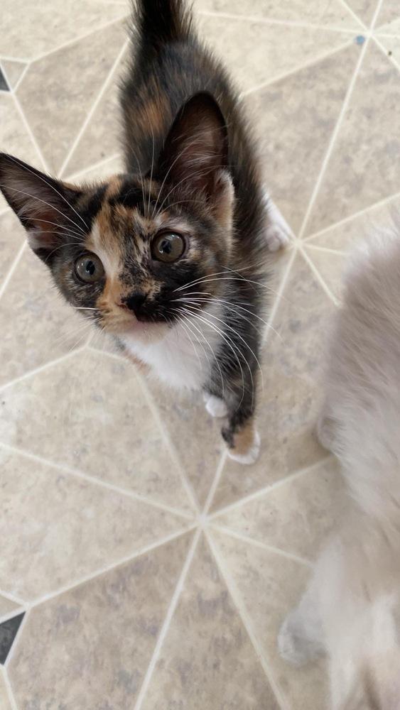 Enlarge Kerri, a Adoptable Domestic Short Hair in Albany, WI image 4/5