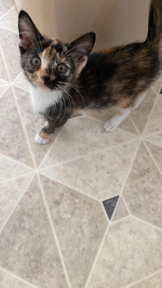 Enlarge Kerri, a Adoptable Domestic Short Hair in Albany, WI image 5/5