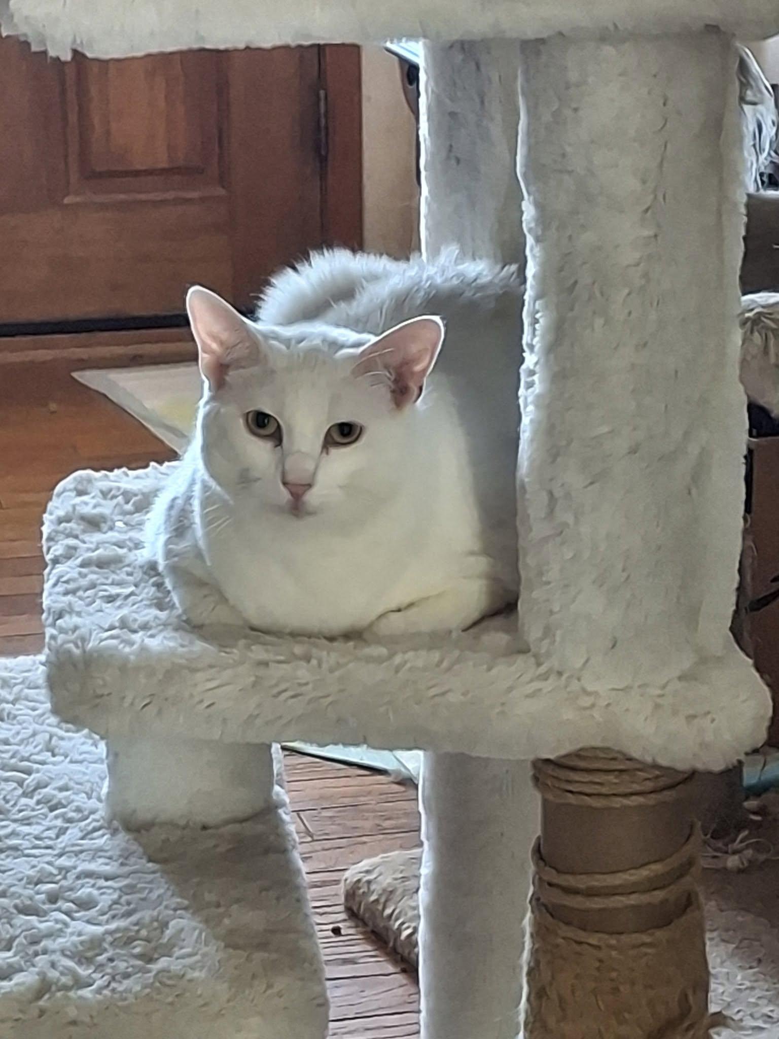 MAGENTA, Adoptable, Young Female Domestic Medium Hair.