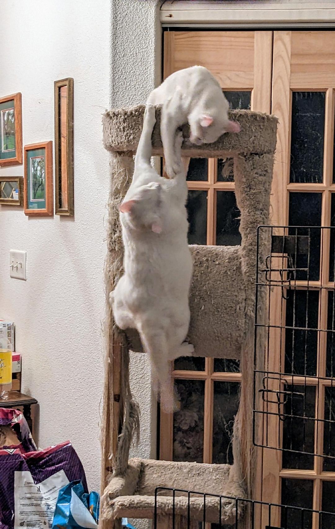 Enlarge MAGENTA, a Adoptable Domestic Medium Hair in Cottonwood, CA image 1/3