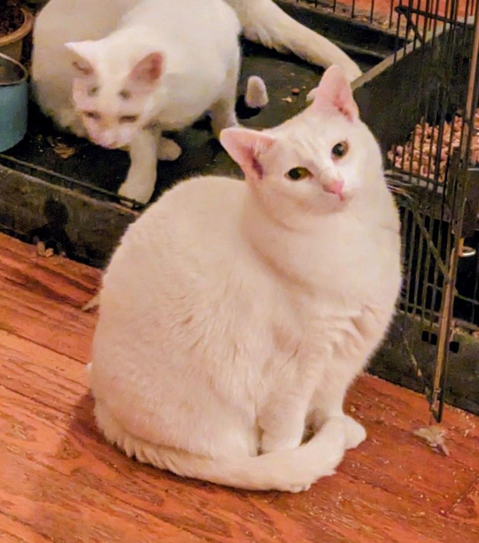 Enlarge MAGENTA, a Adoptable Domestic Medium Hair in Cottonwood, CA image 1/4
