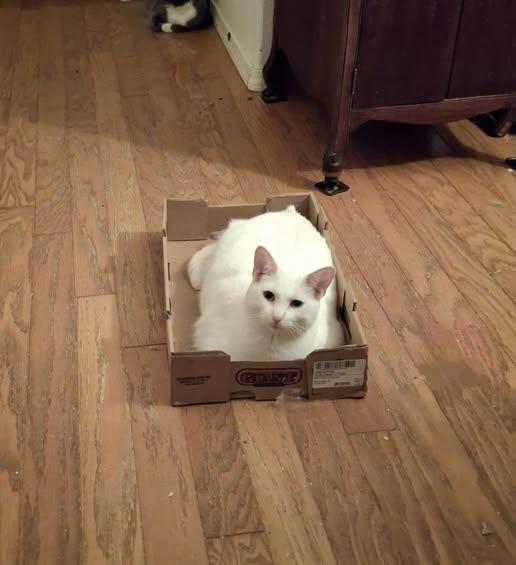 Enlarge MAGENTA, a Adoptable Domestic Medium Hair in Cottonwood, CA image 2/3