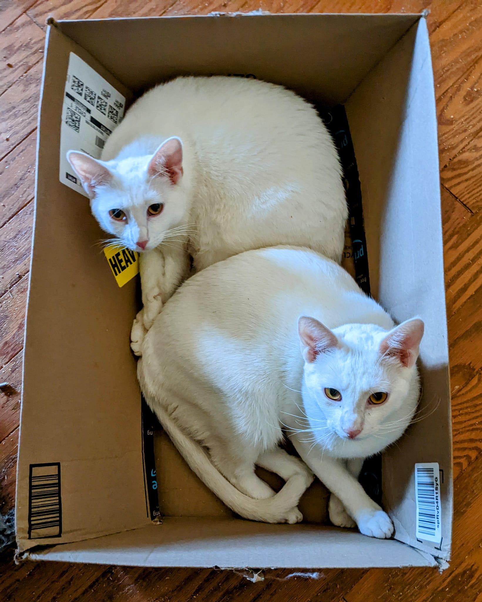 Enlarge MAGENTA, a Adoptable Domestic Medium Hair in Cottonwood, CA image 3/3