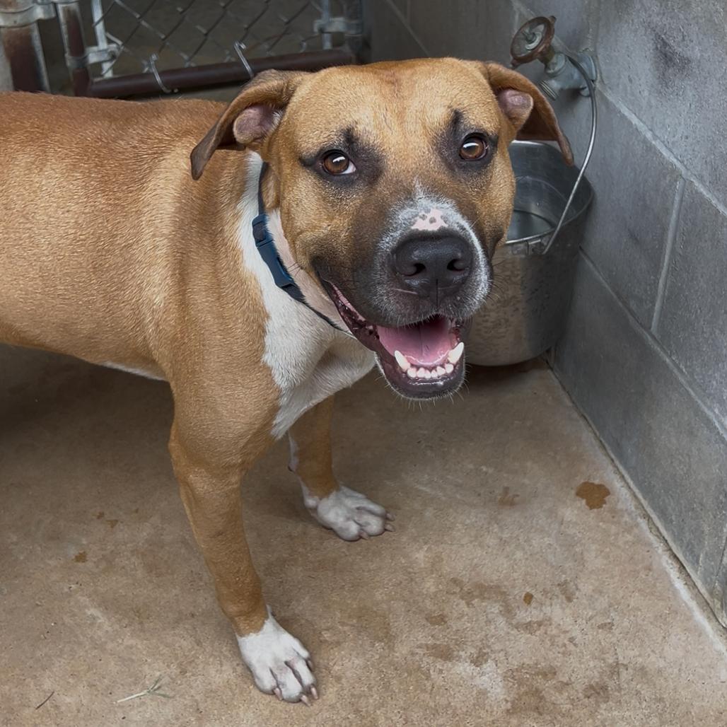 Bocephus, Adoptable, Adult Male Mixed Breed.