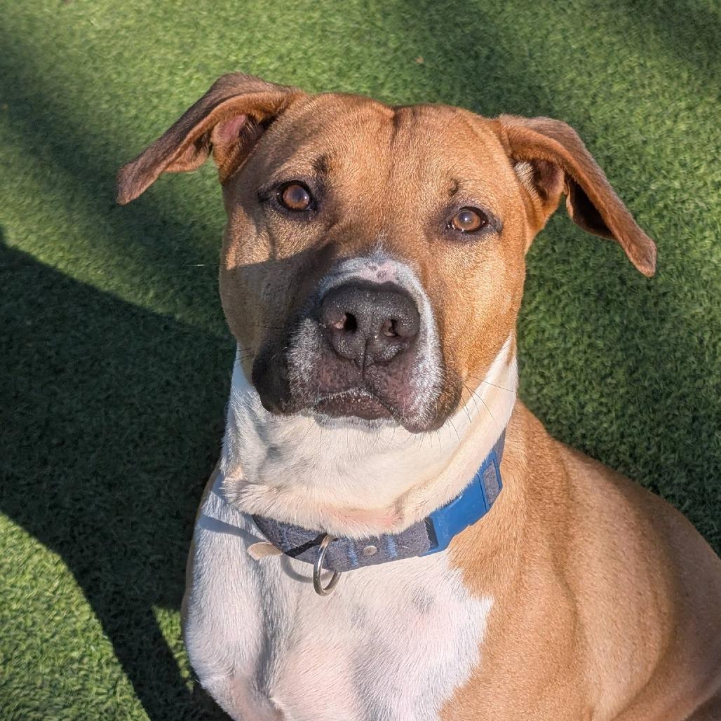 Bocephus, a Adoptable Mixed Breed in Gainesville, GA image 2/6