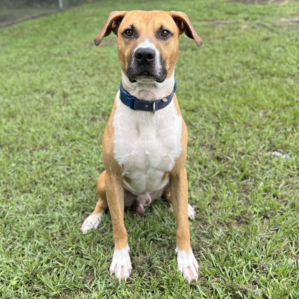 Bocephus, a Adoptable Mixed Breed in Gainesville, GA image 2/4