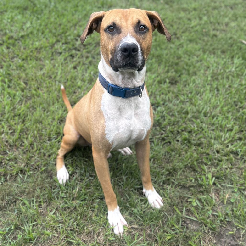 Bocephus, a Adoptable Mixed Breed in Gainesville, GA image 3/4