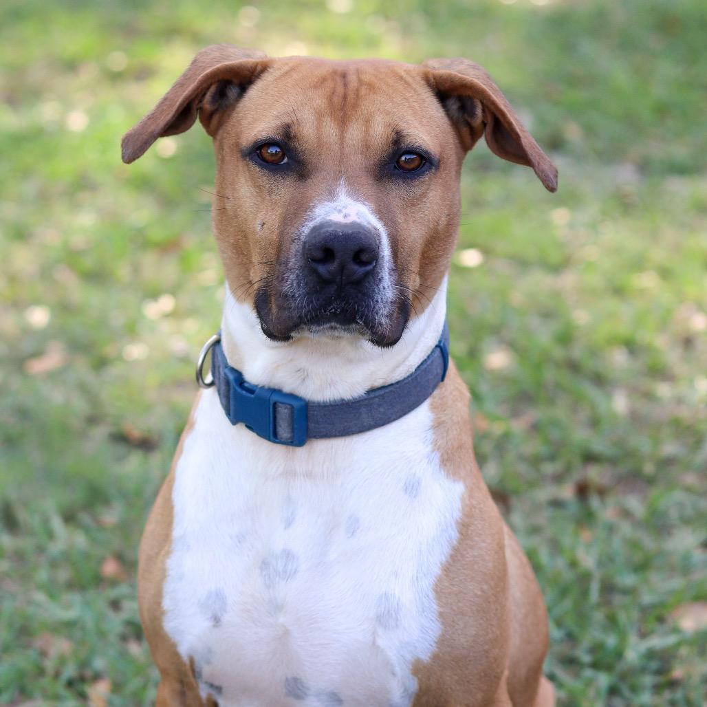 Bocephus, a Adoptable Mixed Breed in Gainesville, GA image 4/4