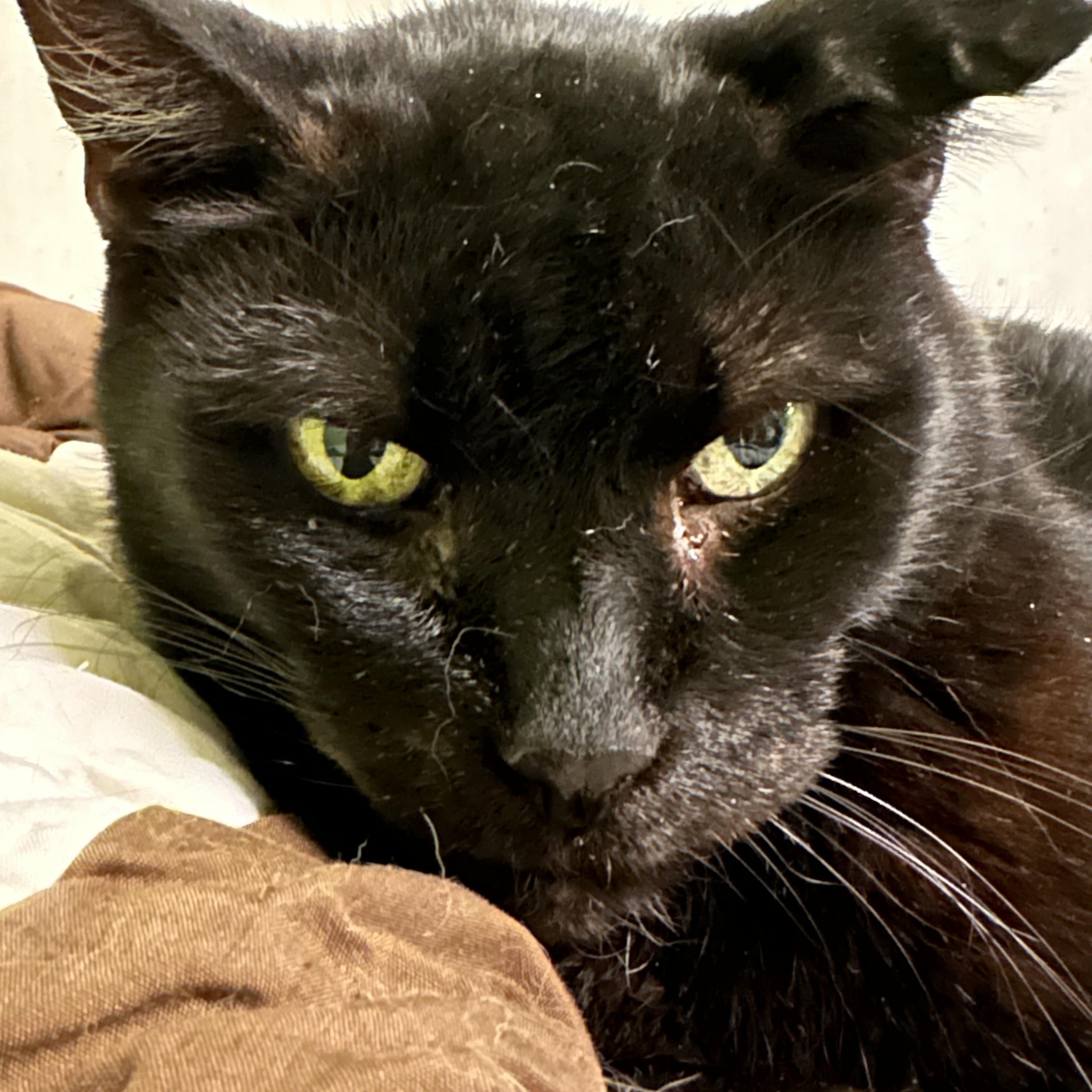 Enlarge Vlad, a Adoptable Domestic Short Hair in Chicago, IL image 2/2