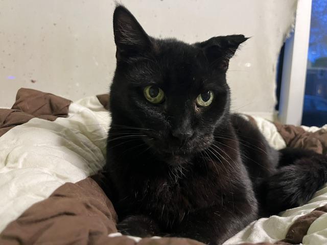 Vlad, Adoptable, Senior Male Domestic Short Hair.